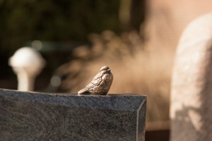 In de monumententuin van Uitvaartverzorging Donker achter het rouwcentrum in Beusichem kunt u rustig een keuze maken uit mooie grafstenen en andere monumenten.